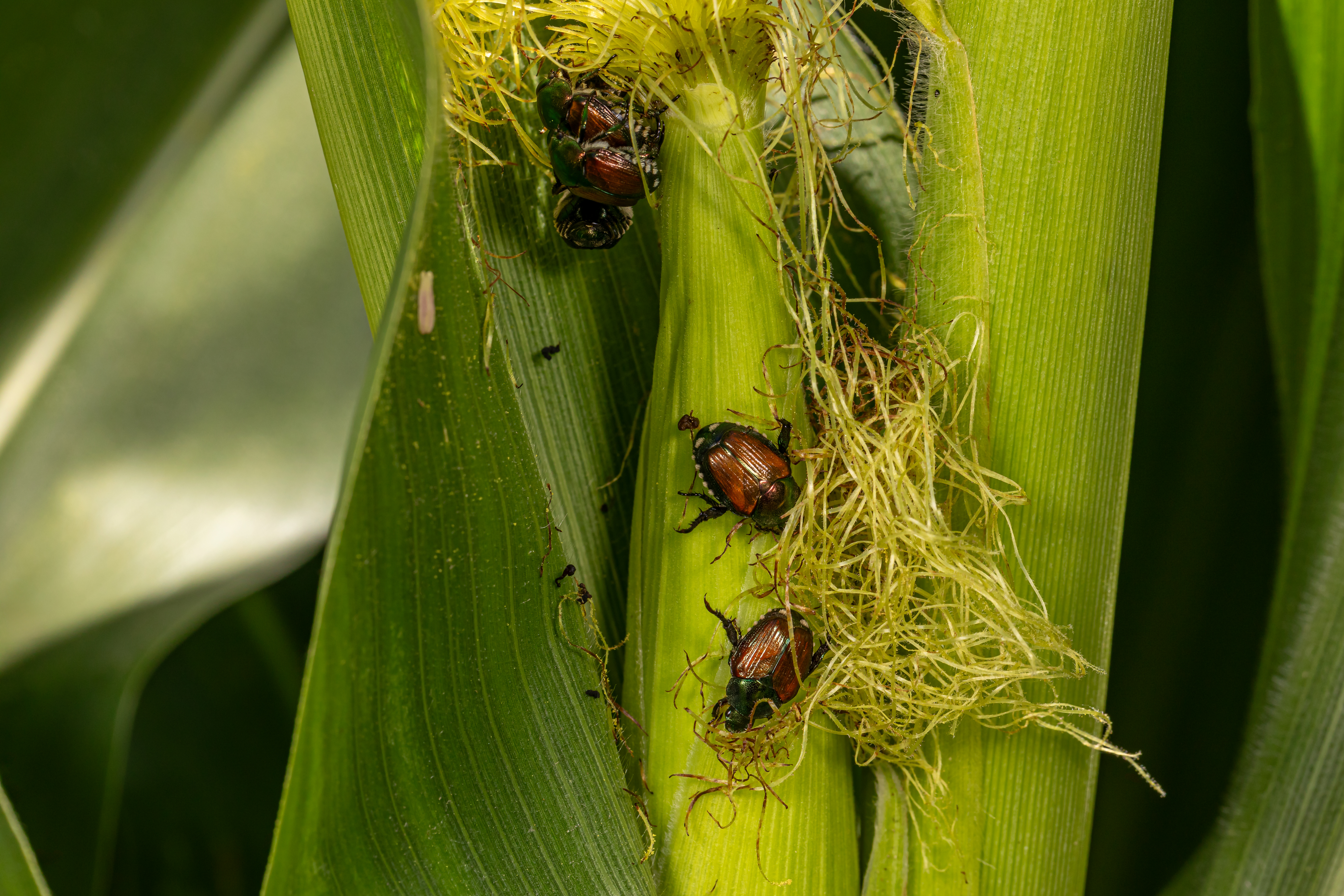 Pest Management