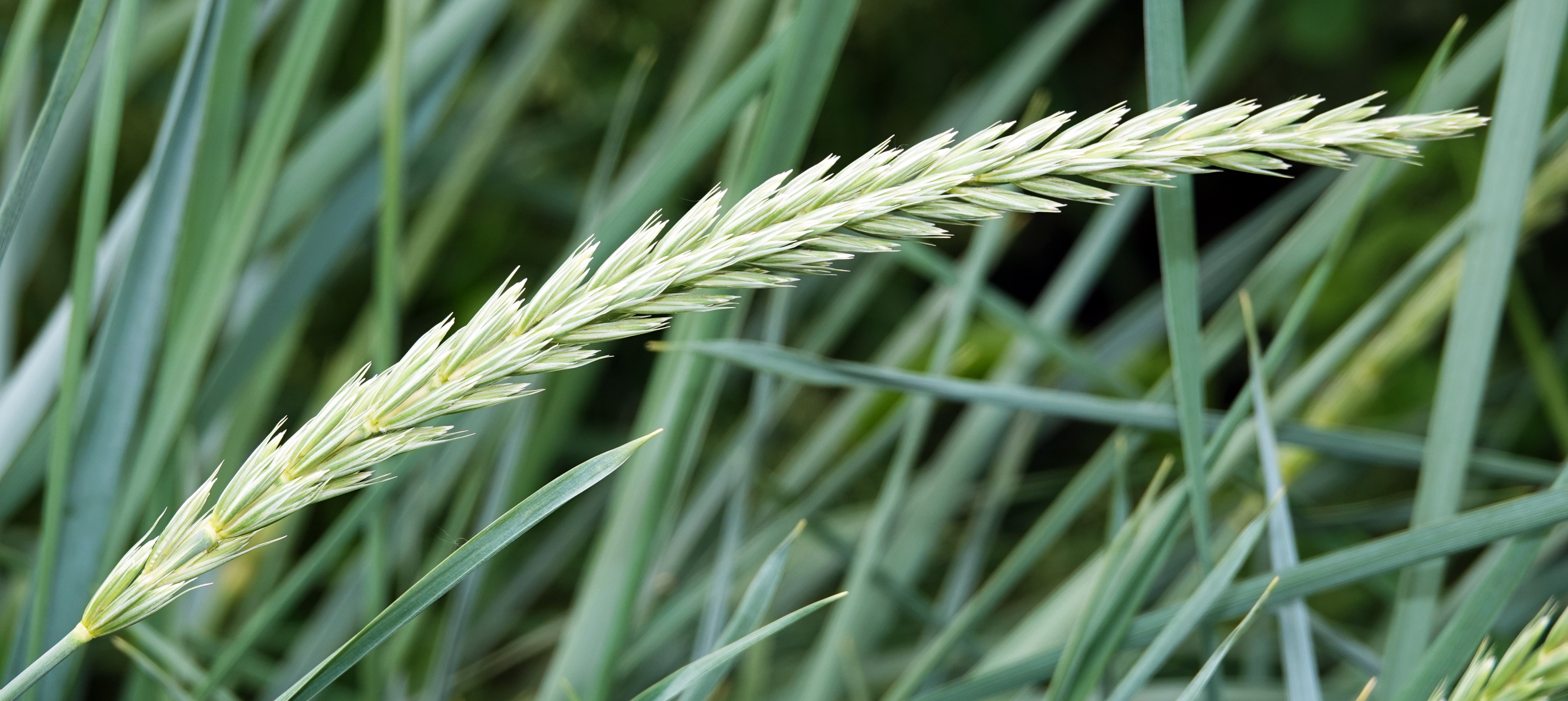 Italian Ryegrass
