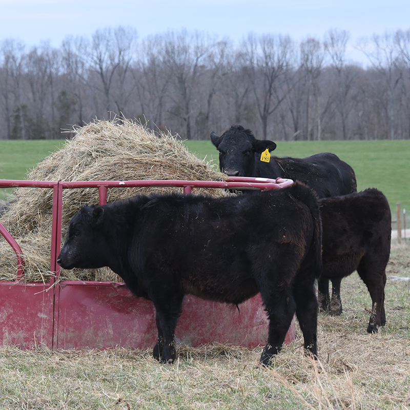 black young cattle at a red bale feeder on a Kentucky farm. 