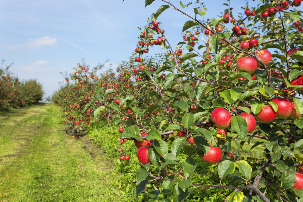 apple orchard