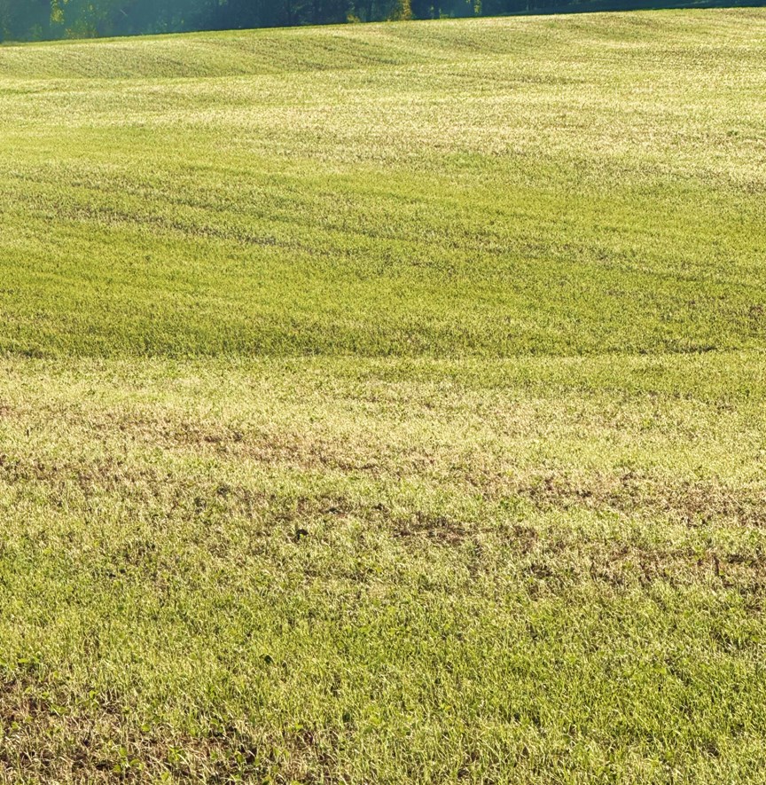 Armyworm in wheat