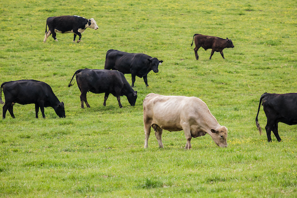 Beef cattle at UKREC, Princeton, KY