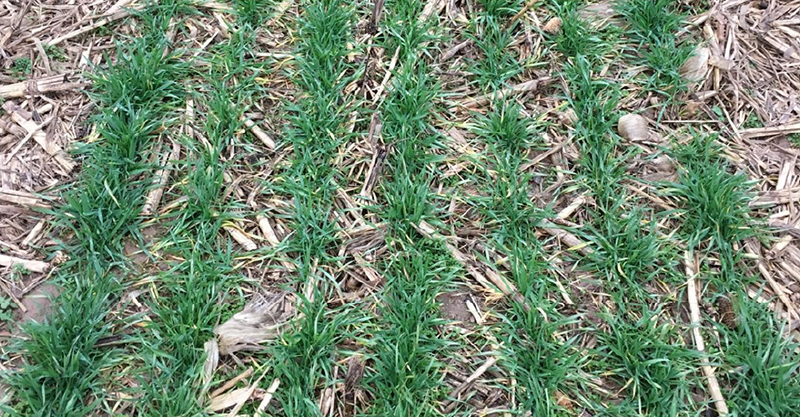 early no-till wheat, University of Kentucky