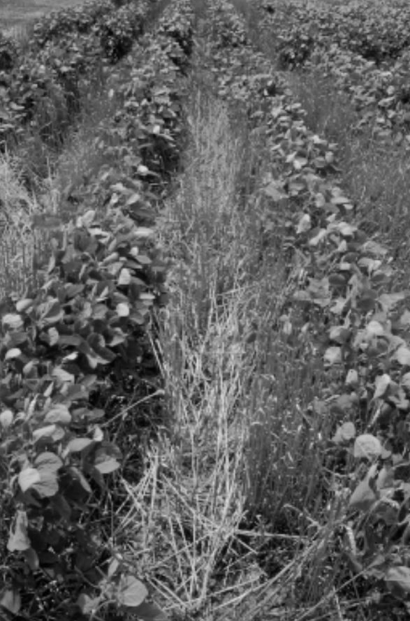 Double-crop soybeans, UKREC Princeton, KY
