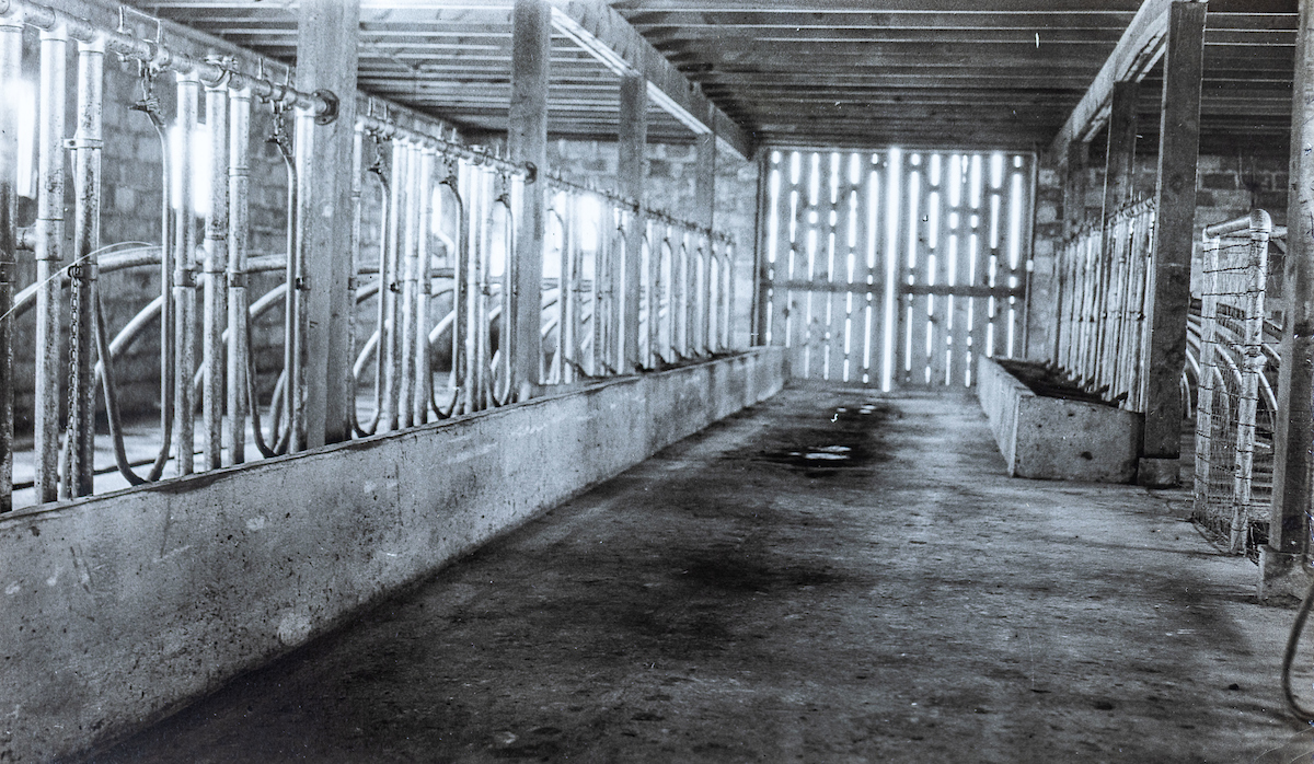 Milk Parlor, UKREC Princeton, KY 1948