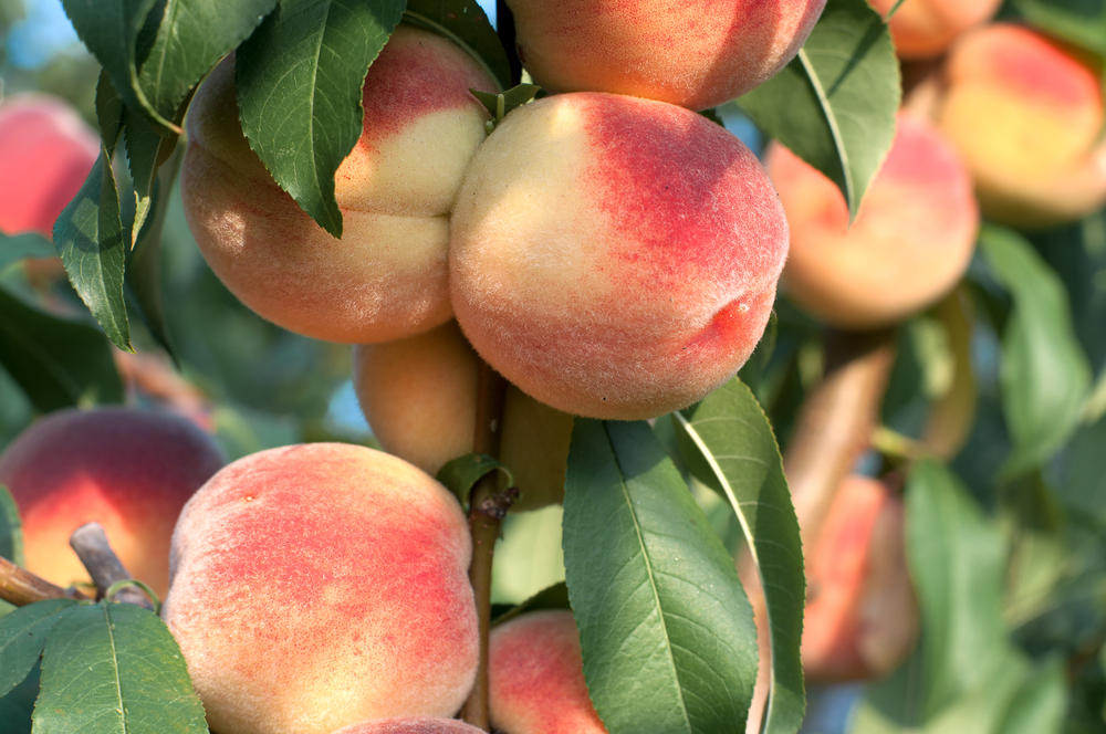 Peaches on tree