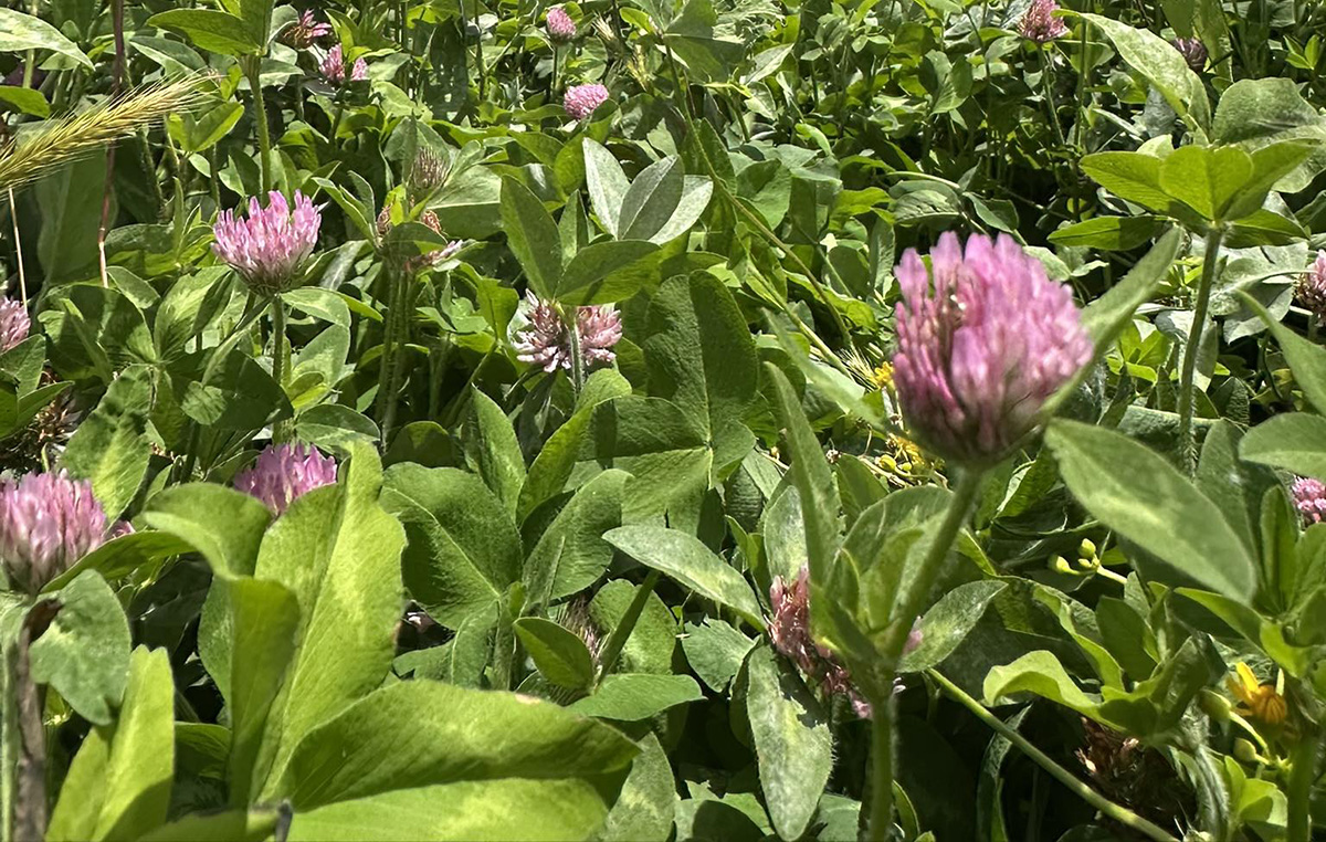 Red clover, University of Kentucky