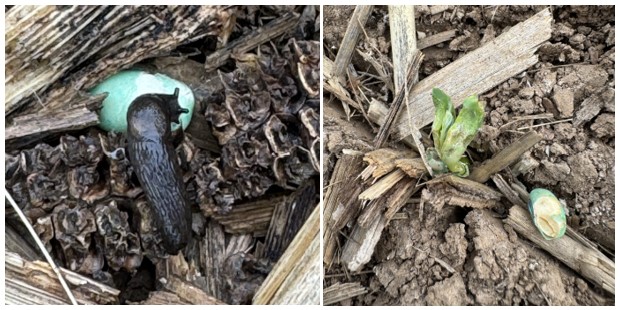 Slugs in soybeans