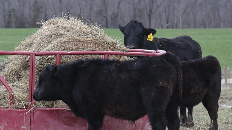 black young cattle at a red bale feeder on a Kentucky farm. 