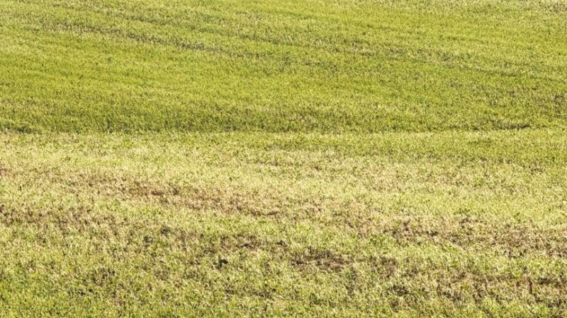 Armyworm in wheat