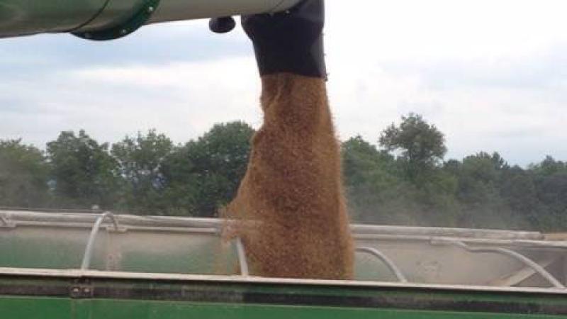 wheat harvest, Homestead Farms, Kentucky