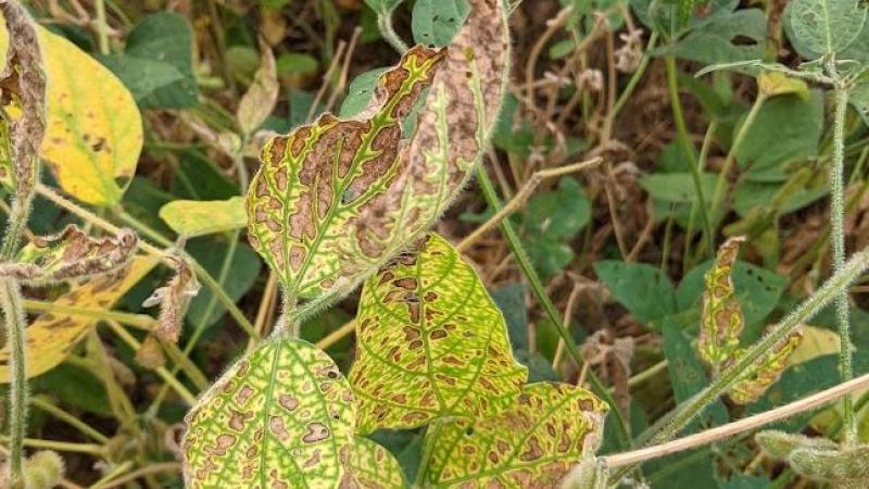 Red Crown Spot in Soybeans, University of Kentucky