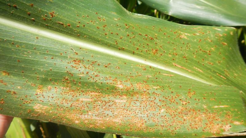 Southern rust in corn, UKREC, Princeton, KY - Kiersten Wise