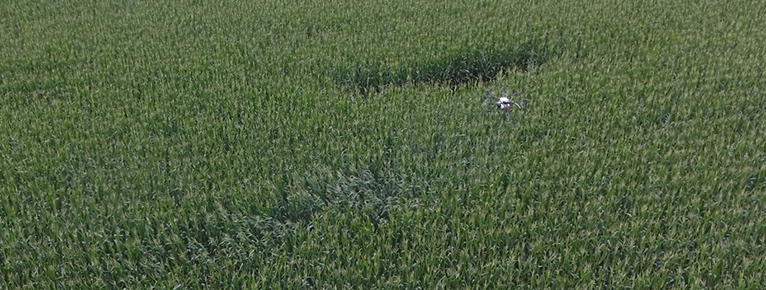 drone in University of Kentucky research trial, corn